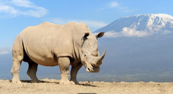 Muitas espécies estão hoje ameaçadas de extinção