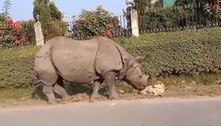Rinoceronte 'gentil' acorda cachorro dorminhoco na beira de estrada