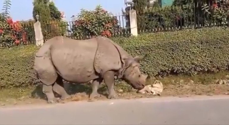 Rinoceronte 'gentil' acordou cachorro dorminhoco na beira de estrada no Nepal