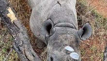 Ecologistas sobem em árvore para se salvar de ataque de rinoceronte