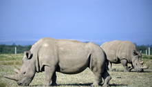 Doze embriões foram criados para salvar rinoceronte branco do norte 
