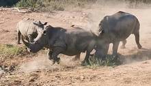 Briga feroz: mãe rinoceronte protege filhote de macho gigante e atrevido