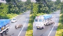 Rinoceronte colide contra caminhão em alta velocidade, gira 360º, escorrega e passa bem