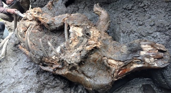 Acredita-se que o rinoceronte tenha vivido há mais de 20 mil anos