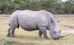 Rinoceronte na África