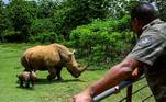 Gestores do Zoológico Nacional de Cuba buscam contribuir para a preservação dos rinocerontes-brancos. O nascimento 