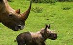 Um filhote de rinoceronte branco nasceu no zoológico de Cuba. A espécie está ameaçada de extinção por conta da caça ilegal que matava esses animais para retirar o chifre e vender. A mãe é uma fêmea que foi doada junto com outros nove rinocerontes pela Namíbia, em 2013