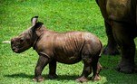 O animal, que veio ao mundo em 9 de junho, foi chamado de Ale já pesava, ao nascer, cerca de 80 quilos. O rinoceronte é o segundo exemplar deste tipo a ser gerado em 18 anos no parque temático. A primeira foi sua irmã Mel em 2019.