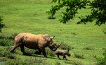 Na medicina tradicional oriental, o chifre do rinoceronte-branco é utilizado em razão de suas supostas propriedades medicinais