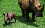 Espécie é severamente ameaçada de extinção pela caça ilegal na África devido ao seu chifre. Segundo, a WWF, existem apenas 18 mil rinocerontes-brancos vivos
