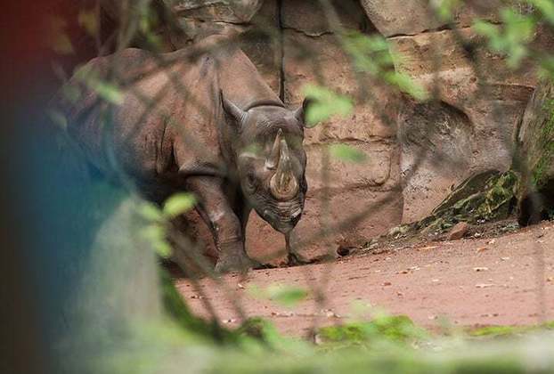Rinoceronte negro do oeste africano: Essa espécie habitava a savana do centro-oeste da África. O animal foi declarado extinto em 2011, devido à caça predatória.