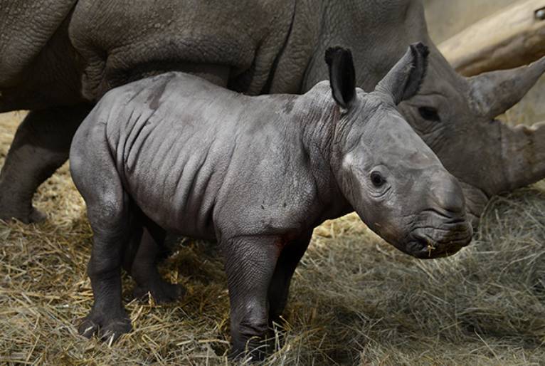 Queenie é o nome do bebê rinoceronte batizado em homenagem à rainha Elizabeth 2ª
