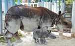 Rinoceronte raro inseminação artificial