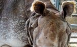 Rinoceronte raro inseminação artificial