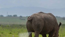 Sem reação! Garça infeliz leva jato potente de urina de rinoceronte
