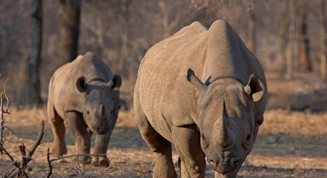 Namíbia tem a segunda maior população de rinocerontes do mundo