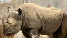 Zoológico dos EUA inova e faz chá revelação de rinoceronte; assista