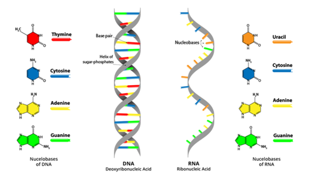 RNA, o que é? Definição, estrutura, produção, função e principais tipos