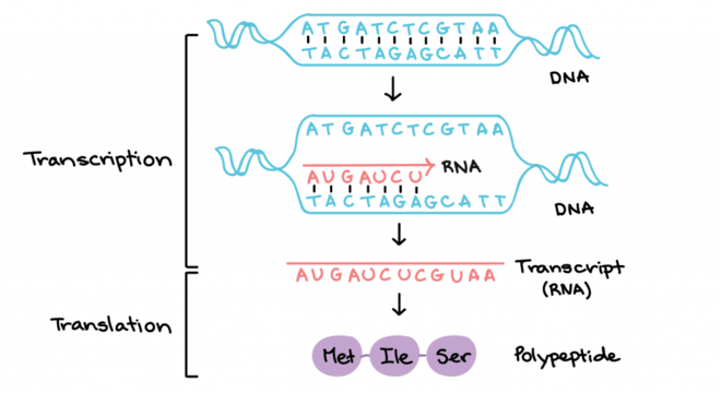 RNA, o que é? Definição, estrutura, produção, função e principais tipos