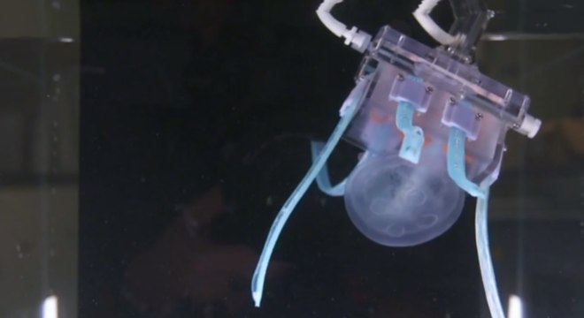 Robô é criado para capturar águas-vivas sem danifica-las 