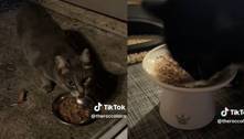 Gato compartilha jantar com amigo de rua e comove a web; assista