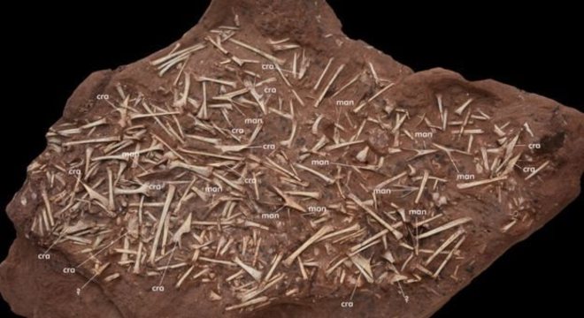 Rocha com centenas de ossos de pterossauros