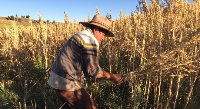Rodrigo Cisneros cresceu comendo quinoa, mas passou a vender o grão recentemente e já viu a vida melhorar no Peru