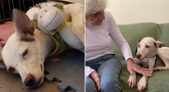 Romeu abraçado ao brinquedo no evento de adoção; O animal já no novo lar