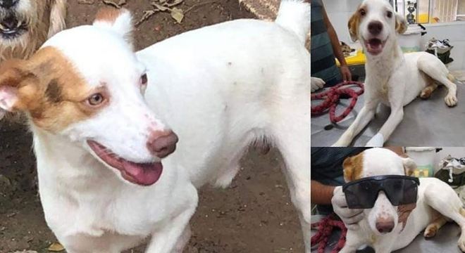 O animal foi resgatado, ainda machucado, em uma Estrada de So Paulo