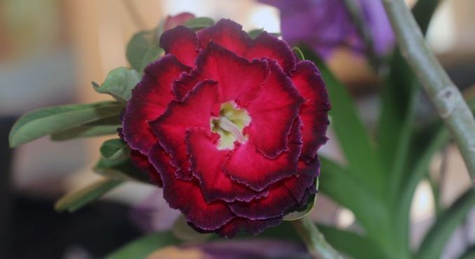 Beleza e diferentes variedades fazem Rosas-do-Deserto ganharem posto de “nova orquídea” – Notícias