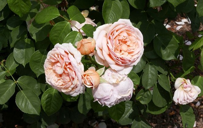 Rosa Juliet - Essa é a flor mais cara do mundo. Foi desenvolvida em 2006 pelo criador de rosas David Austin. É, portanto, uma flor  que exigiu pesquisa em laboratório, ao custo de R$ 21 milhões. Feita a partir da combinação de flores naturais, tem muitas pétalas, na cor pêssego. 