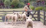 Rosi protagonizou cenas fofas durante os trabalhos rurais e se apegou aos animais, principalmente às ovelhas