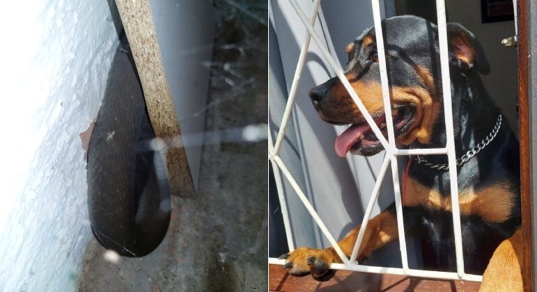 Rottweiler alertou dono sobre a presença de mamba-negra em sofá