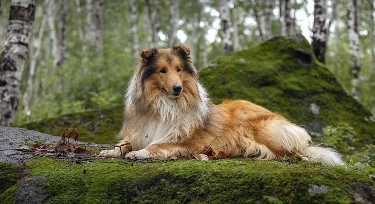 Rough Collie foi considerada a raa mais agressiva pelos cientistas