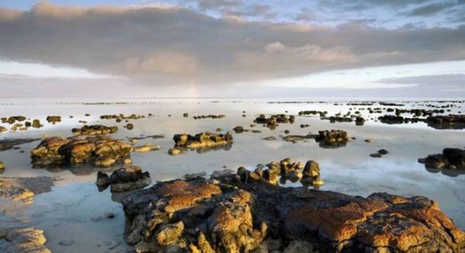 Estromatólitos em Shark Bay, na Austrália