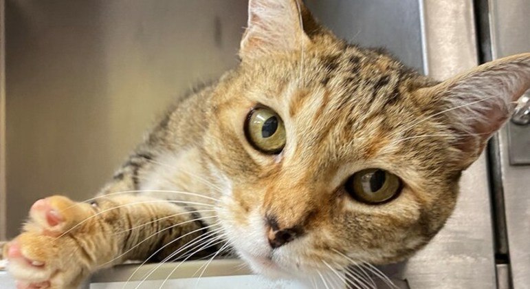 Animal foi encontrado em um abrigo de animais cerca de 1,5 quilômetros do local do desaparecimento