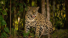 Boto da Amazônia, onça do Pantanal e tatu-bola: estudo lista espécies em risco