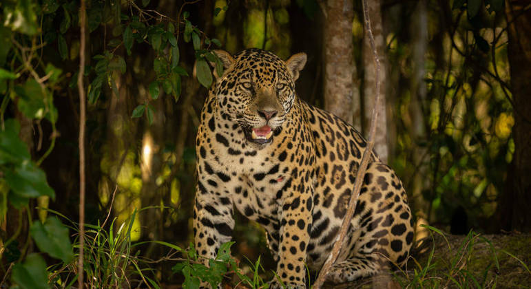 No Pantanal, as onças e outras espécies sofrem com a perda dos aspectos no habitat