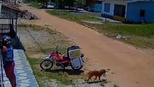 Cachorro pega marmita, se esconde e engana entregador no Pará