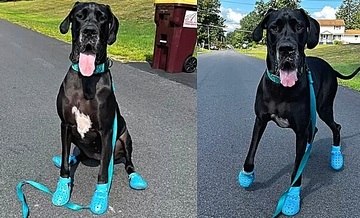 Cadela 'gigante' se apaixona por calçado de borracha e adora realizar passeios com o novo estilo (Reprodução / Amo Meu Pet)