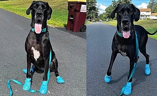 Cadela 'gigante' se apaixona por calçado de borracha e adora realizar passeios com o novo estilo (Reprodução / Amo Meu Pet)
