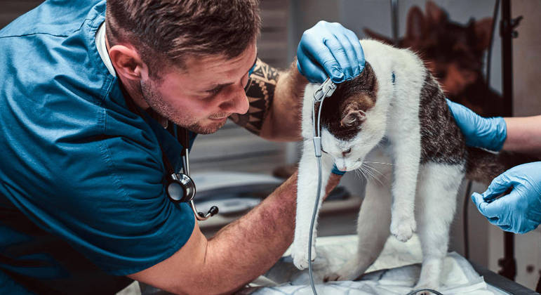 Perito veterinário auxilia na proteção dos animais