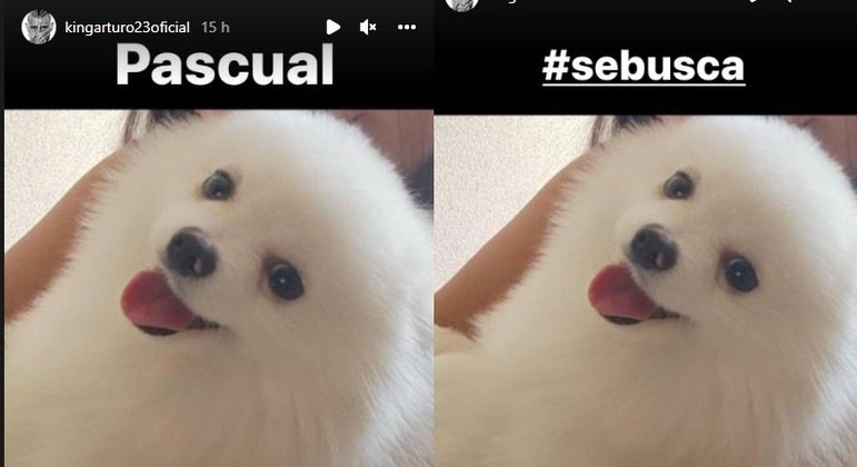 Jogador oferece recompensa a quem encontrar o cãozinho