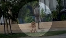 Dono da rua! Cachorro parte para cima de canguru parado em calçada