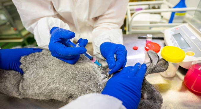 Rússia aprova primeira vacina anticovid para animais