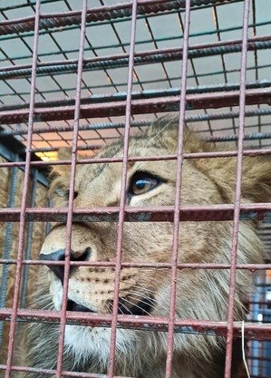 Leão resgatado de zoo da Ucrânia