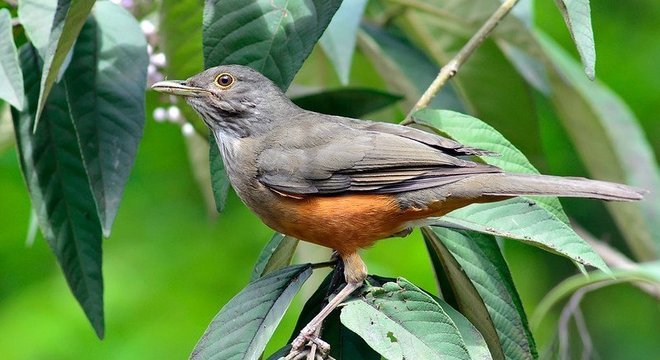  Sabiá-laranjeira, abundante pela capital paulista