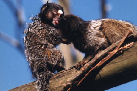 Morador de Ubatuba (SP) faz sessão de fotos com macacos saguis e