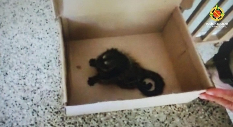 O sagui foi resgatado e encaminhado para o zoológico de Brasília