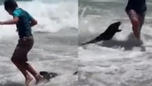 Dona do pedaço: foca morde criança, vai pra cima de banhistas e espalha pânico em praia